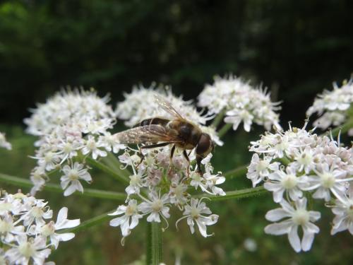 Eristalis pertinax